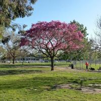 Arbor Dog Park ico