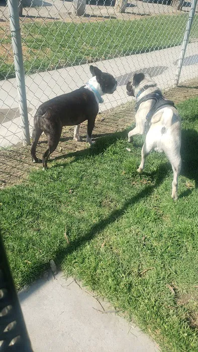 Arbor Dog Park 10