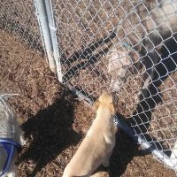 Rancho Caninos Dog Park ico