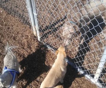 Rancho Caninos Dog Park