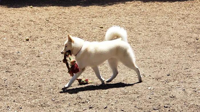 Rancho Caninos Dog Park 7