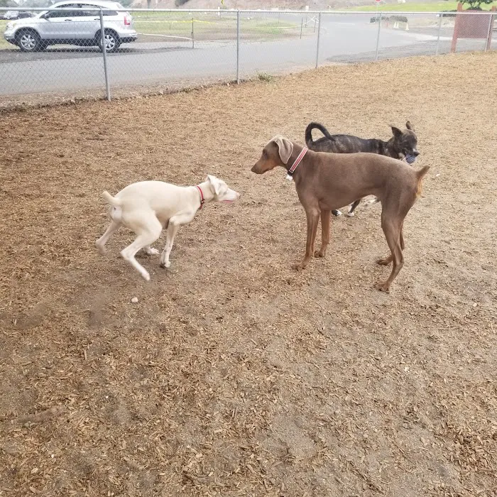 Rancho Caninos Dog Park 5