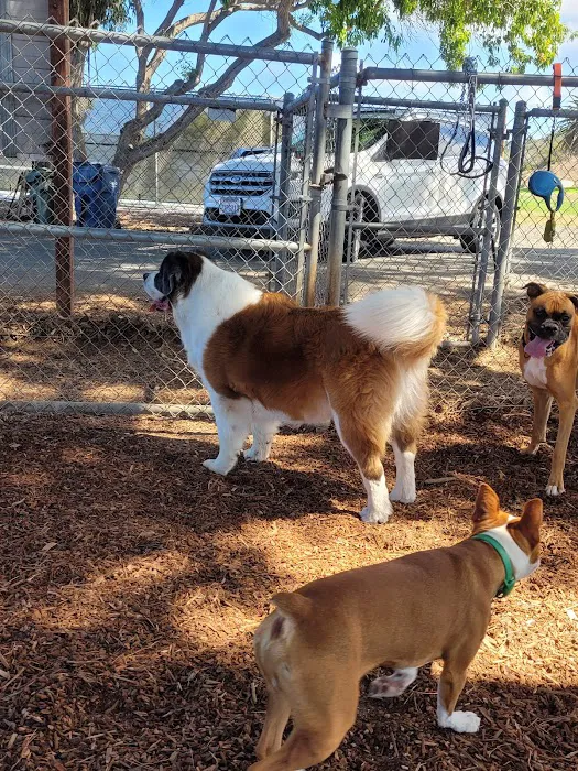 Rancho Caninos Dog Park 6