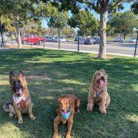 Maxwell Dog Park ico
