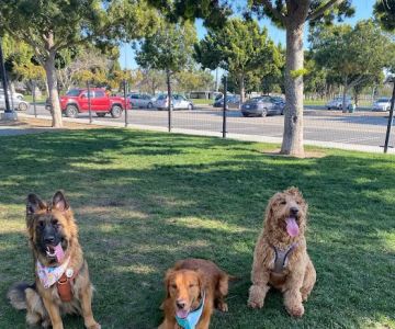 Maxwell Dog Park