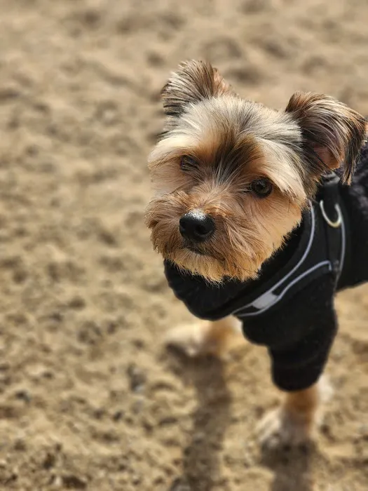 Maxwell Dog Park 9