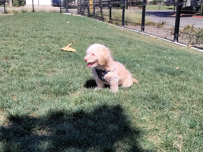 Maxwell Dog Park 10