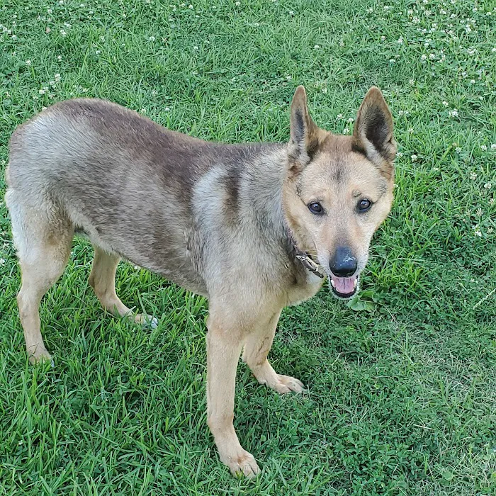 Dog Park | Garden Grove 2
