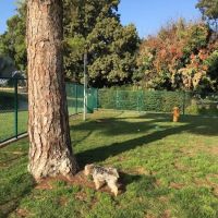 Dog Park | Garden Grove ico