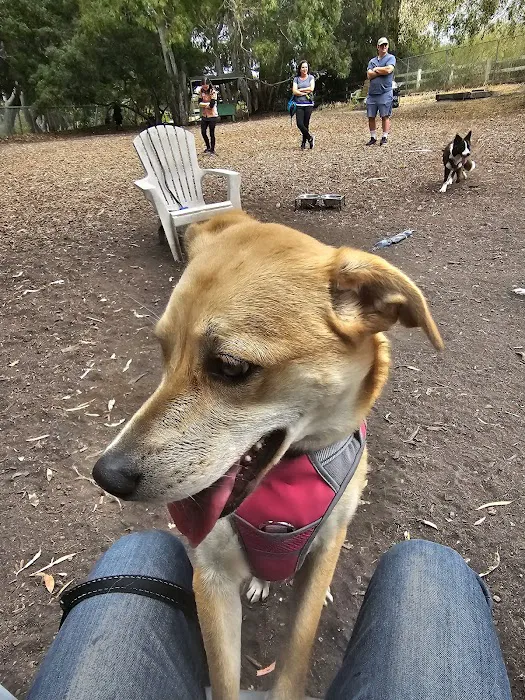 Central Park Dog Park 6