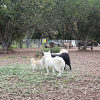 Central Park Dog Park ico