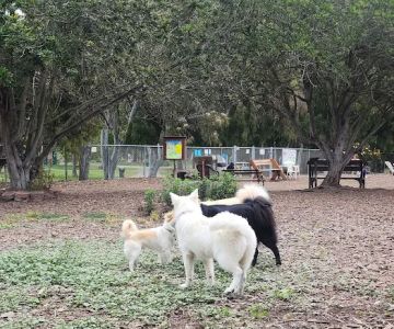 Central Park Dog Park