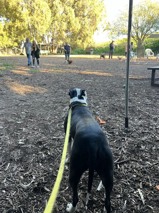 Central Park Dog Park 5