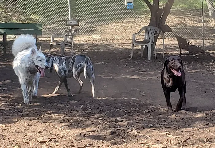Central Park Dog Park 7