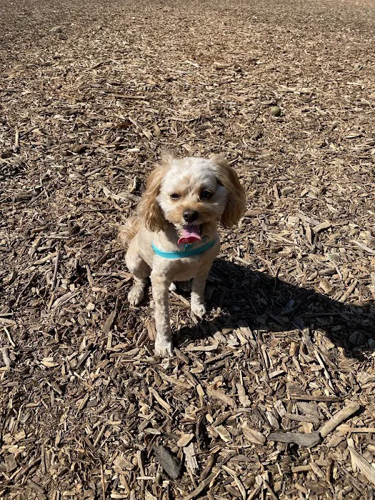 Central Park Dog Park 2