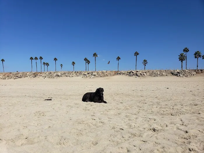 Dog Beach 6