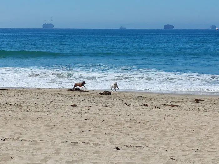 Dog Beach 9