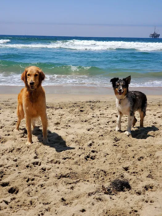 Dog Beach 2