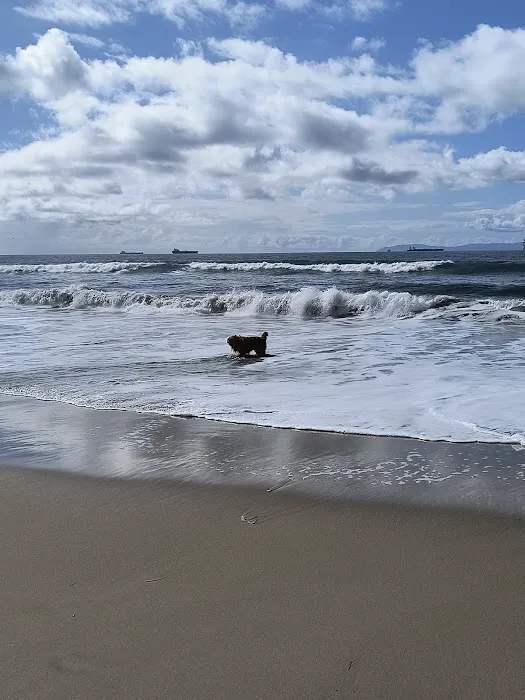 Dog Beach 8