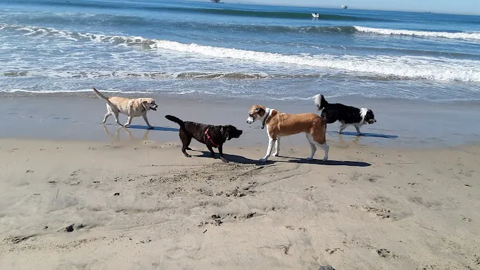 Dog Beach 1