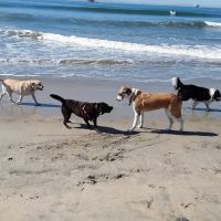 Dog Beach ico