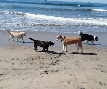 Dog Beach