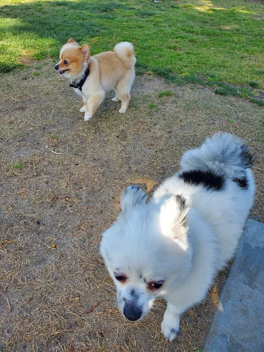 La Palma Dog Park 9