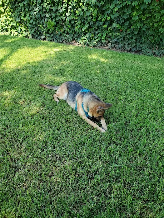La Palma Dog Park 10