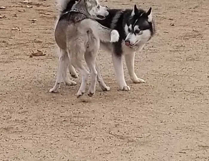 La Palma Dog Park 4
