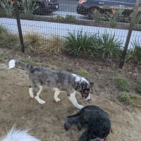 Jacaranda Park & Dog Park ico
