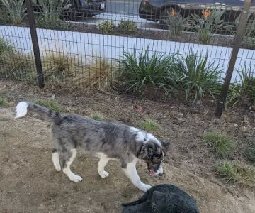 Jacaranda Park & Dog Park