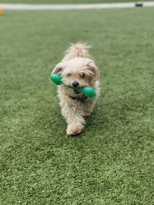 Wildcatters Dog Park 6