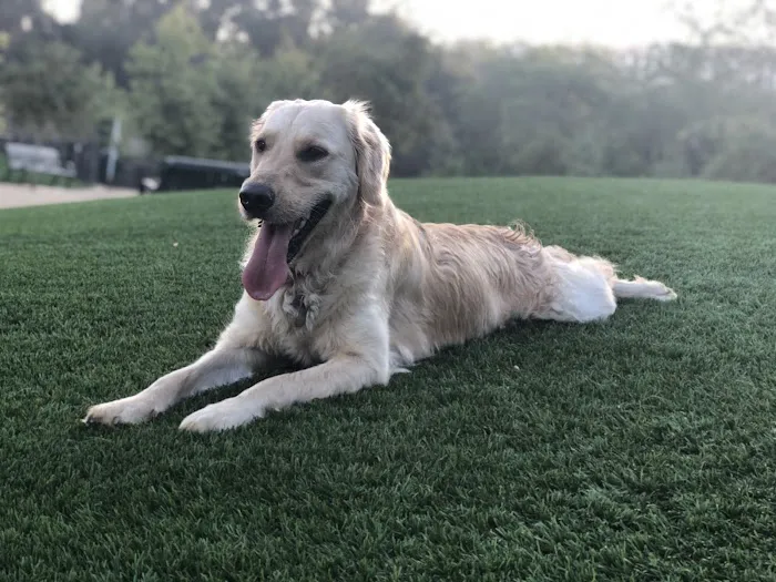 Olive Hills Park 4