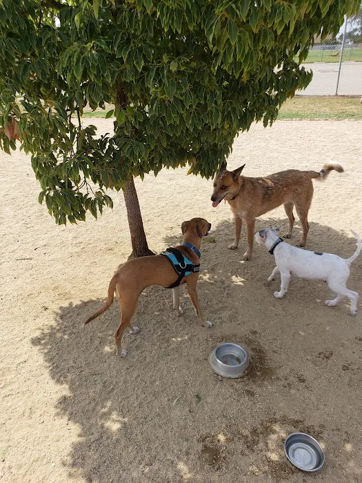 Orange Dog Park 2