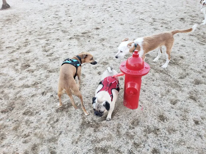 Orange Dog Park 1