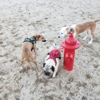 Orange Dog Park ico