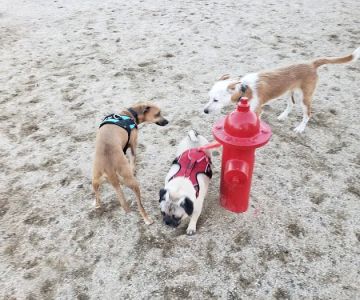 Orange Dog Park