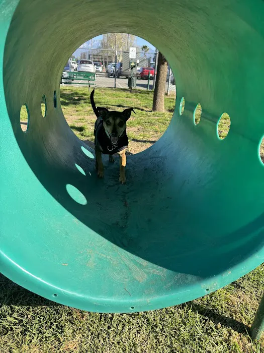 Dog's Park 1