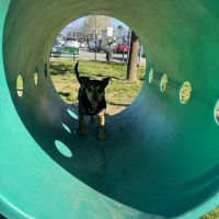 Dog's Park ico