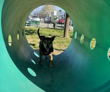 Dog's Park