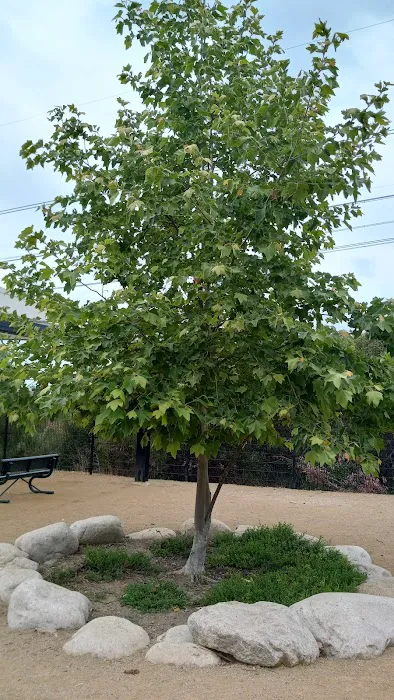 Checkers Dog Park 3