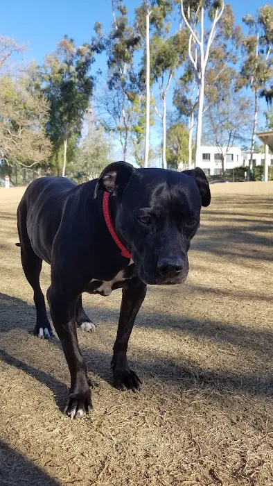 Westlake Village Dog Park 2