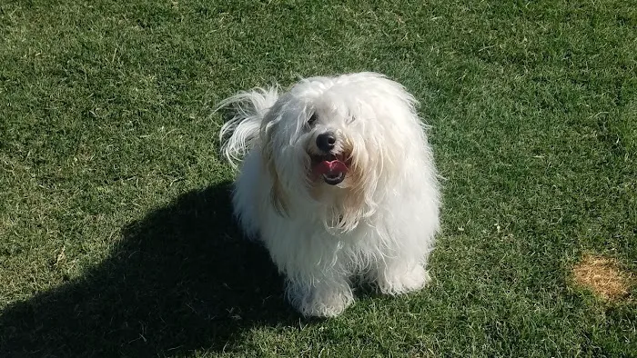 Westlake Village Dog Park 10