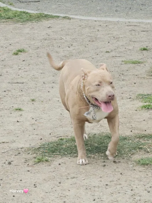 Westlake Village Dog Park 8