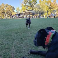 Westlake Village Dog Park ico