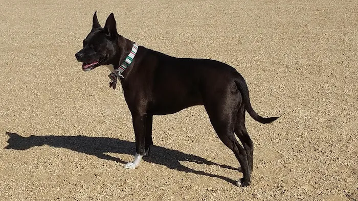 Conejo Creek Dog Park 5