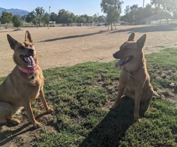 Conejo Creek Dog Park