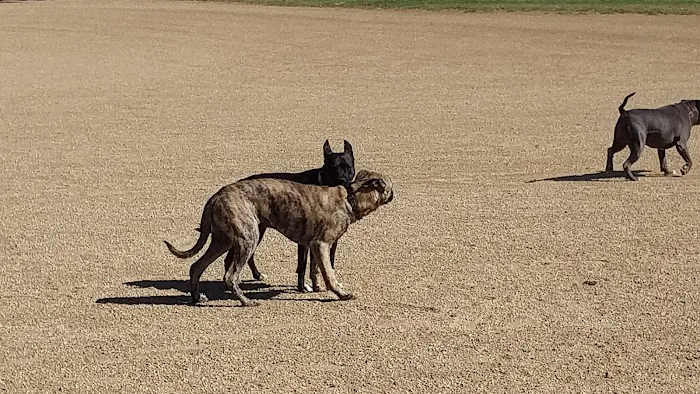 Conejo Creek Dog Park 6