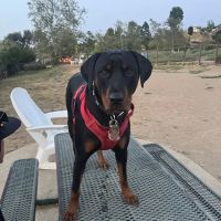 Kimber Dog Park ico