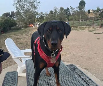 Kimber Dog Park